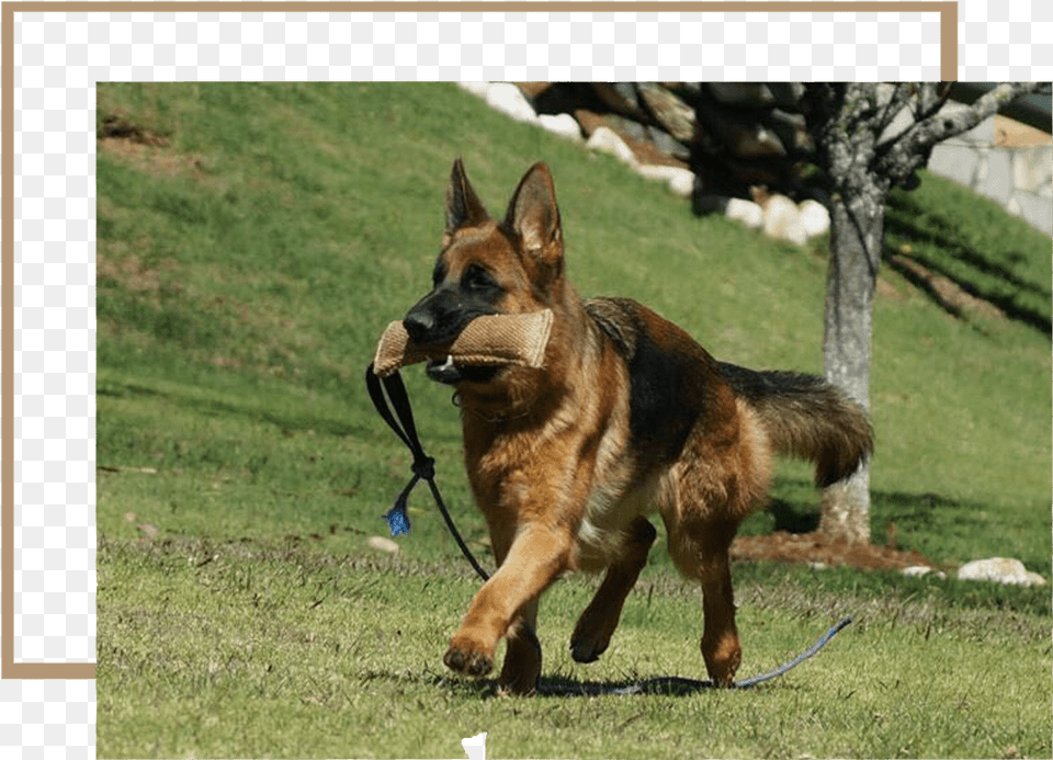 Old German Shepherd Dog, Animal, Canine, Mammal, Pet Png
