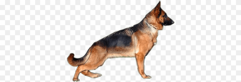 Old German Shepherd Dog, Animal, Canine, German Shepherd, Mammal Png Image