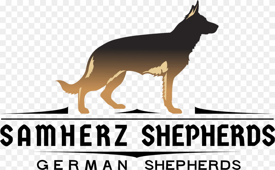 Old German Shepherd Dog Download, Animal, Coyote, Mammal, Canine Png
