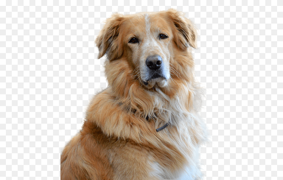 Old Golden Retriever Animal, Canine, Dog, Golden Retriever Free Transparent Png