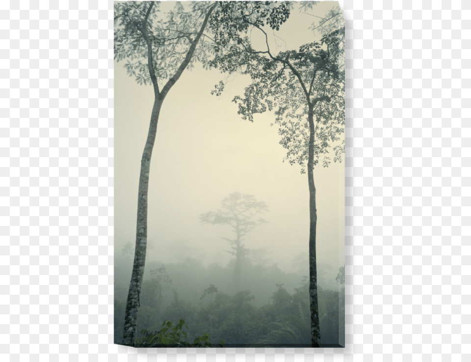 Old Growth Forest, Fog, Mist, Nature, Outdoors Png Image