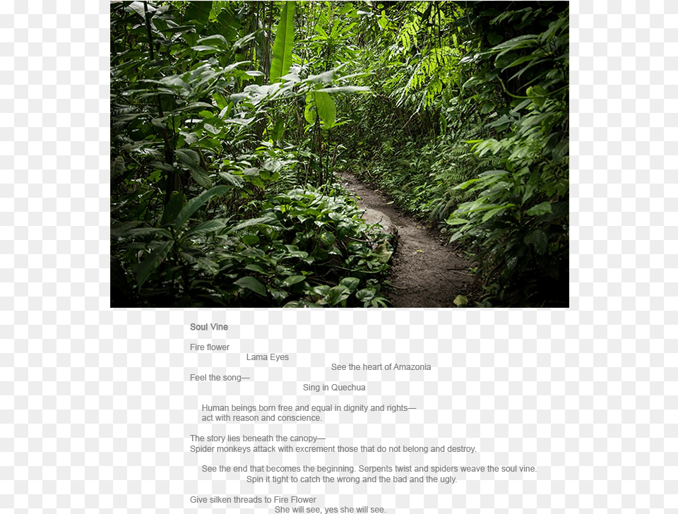 Old Growth Forest, Path, Tree, Rainforest, Plant Png Image
