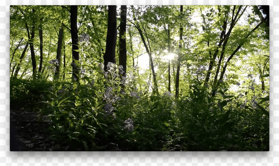 Old Growth Forest, Grove, Vegetation, Tree, Sunlight Free Png Download