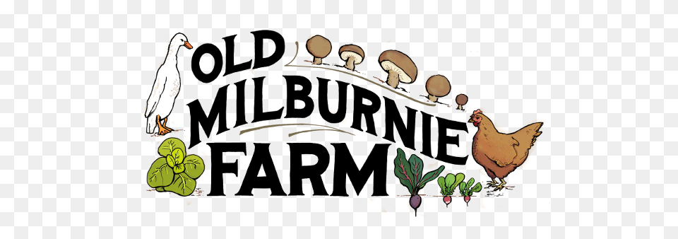 Old Milburnie Farm Is Located, Animal, Bird, Chicken, Fowl Png Image