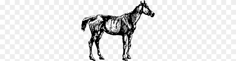 Old Nag Clip Art Vector, Animal, Mammal, Colt Horse, Horse Free Png