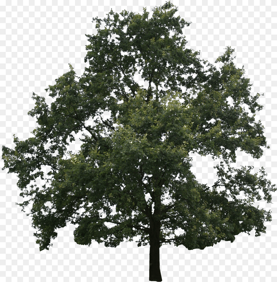 Old Oak Bur Oak Free Transparent Png