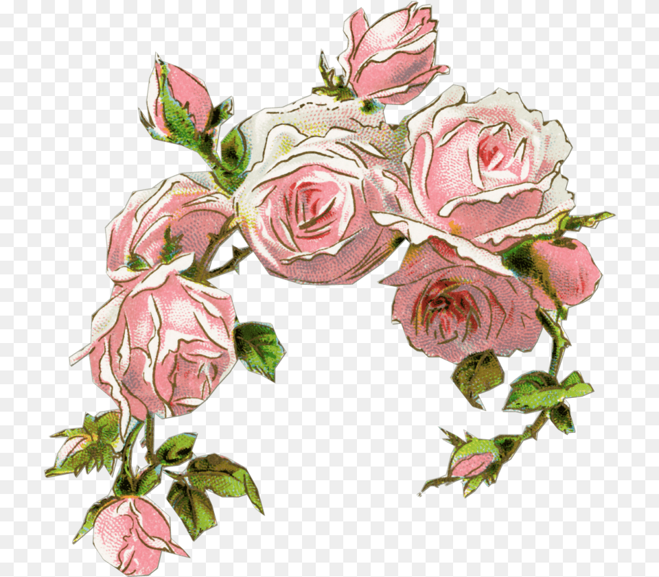 Old Rose Clipart Old Rose Flower Design, Art, Plant, Pattern, Graphics Free Png Download