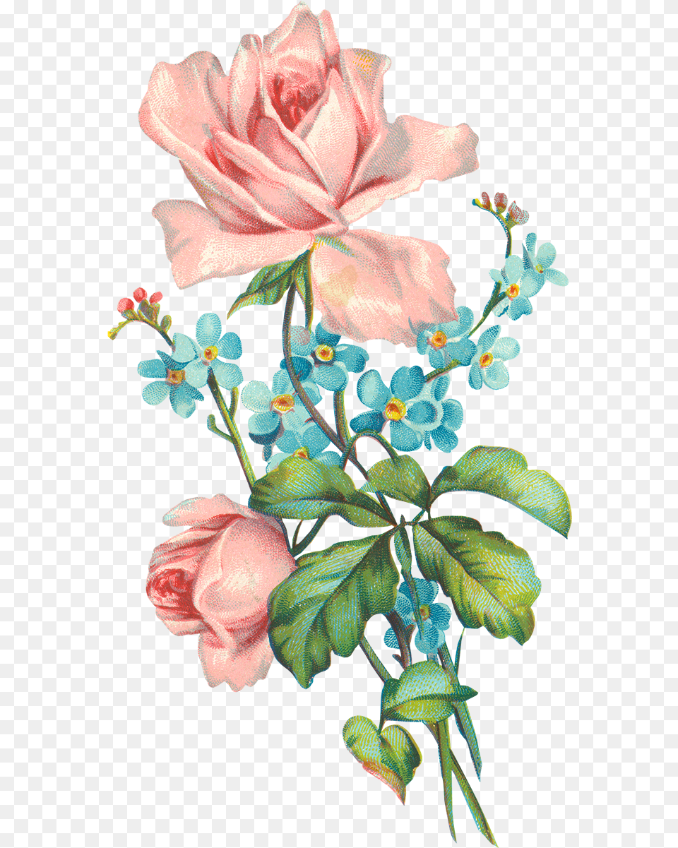 Old Rose Flower, Plant, Petal, Pattern, Art Png Image