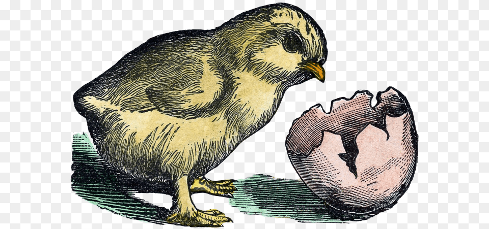Old Sayings Chicken, Animal, Bird, Beak Png Image