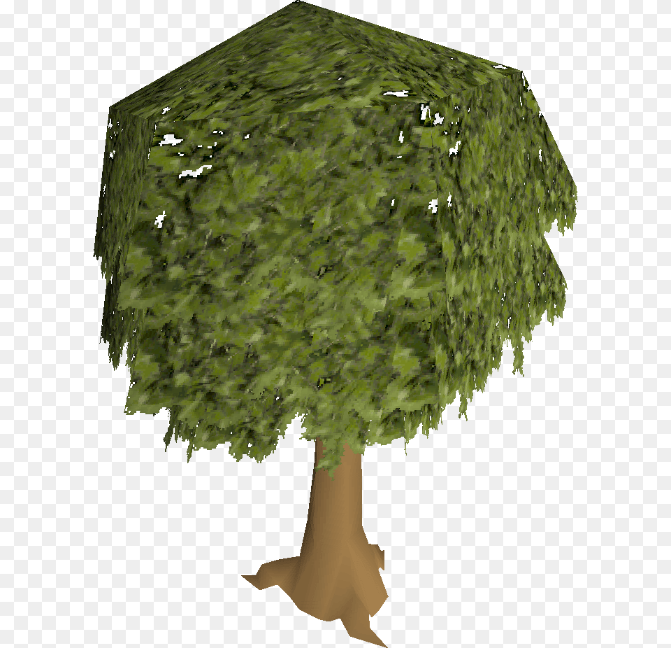 Old School Runescape Wiki Osrs Tree, Vegetation, Green, Plant, Moss Png Image
