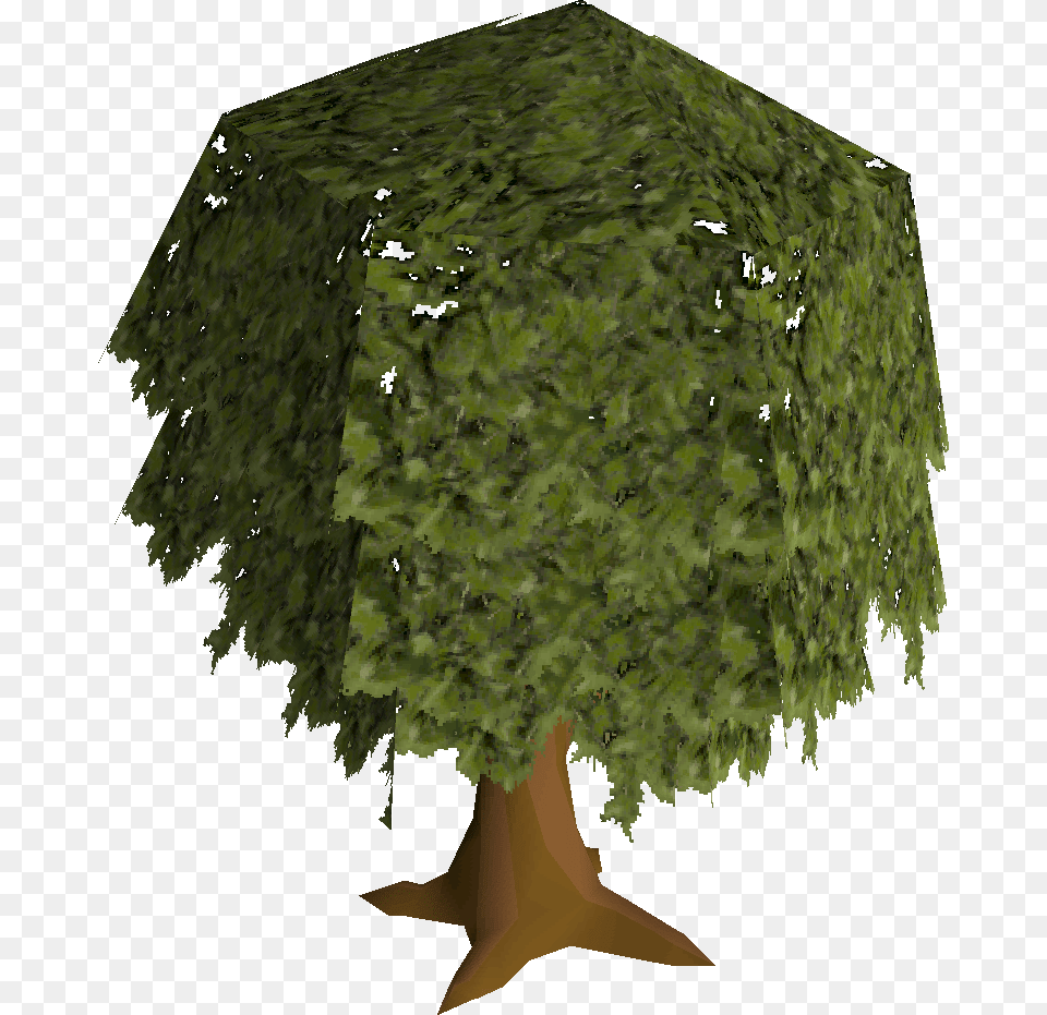 Old School Runescape Wiki Tree, Plant, Fashion, Vegetation Free Png Download