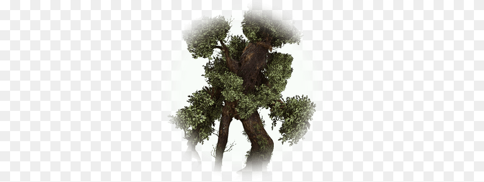 Old Tree Bark Bdo Codex Bdo Treant, Plant, Tree Trunk, Moss, Vegetation Free Transparent Png