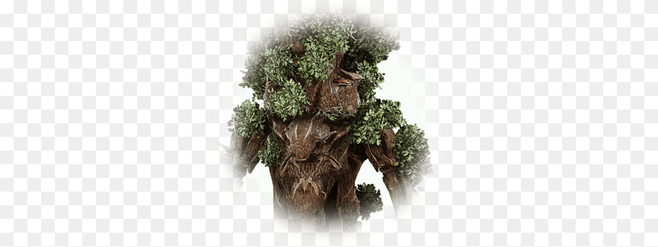 Old Tree Bark Bdo Codex Environmental Art, Plant, Tree Trunk, Moss, Vegetation Free Transparent Png