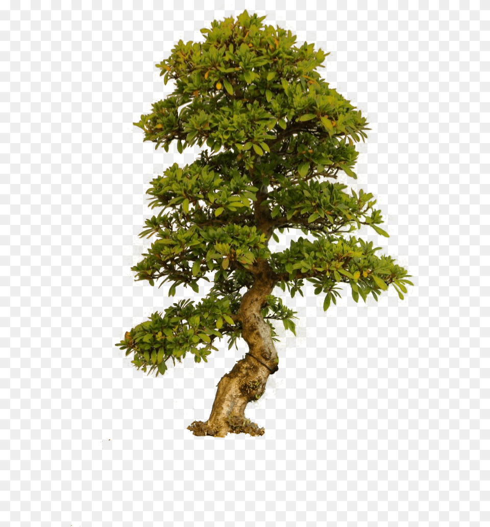 Old Tree Big Old Tree, Plant, Potted Plant, Conifer, Bonsai Free Png