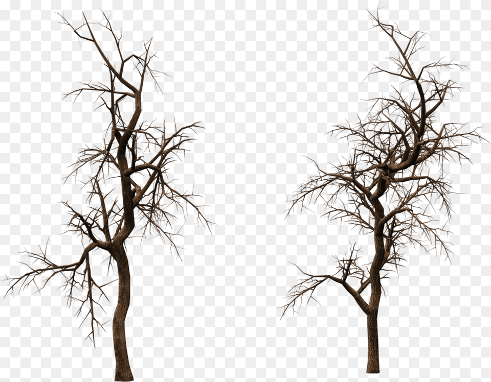Old Tree Cvepng, Plant, Tree Trunk, Wood, Outdoors Free Png