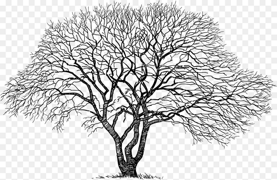 Old Tree Drawing, Gray Png Image