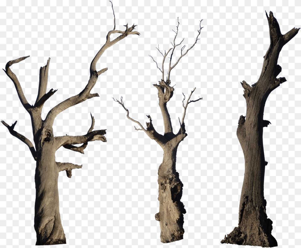 Old Tree Hd, Plant, Tree Trunk, Wood, Driftwood Png Image