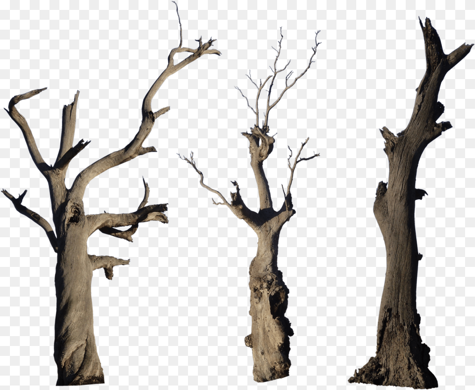 Old Tree High Bare Tree Branch, Plant, Tree Trunk, Wood, Driftwood Free Transparent Png