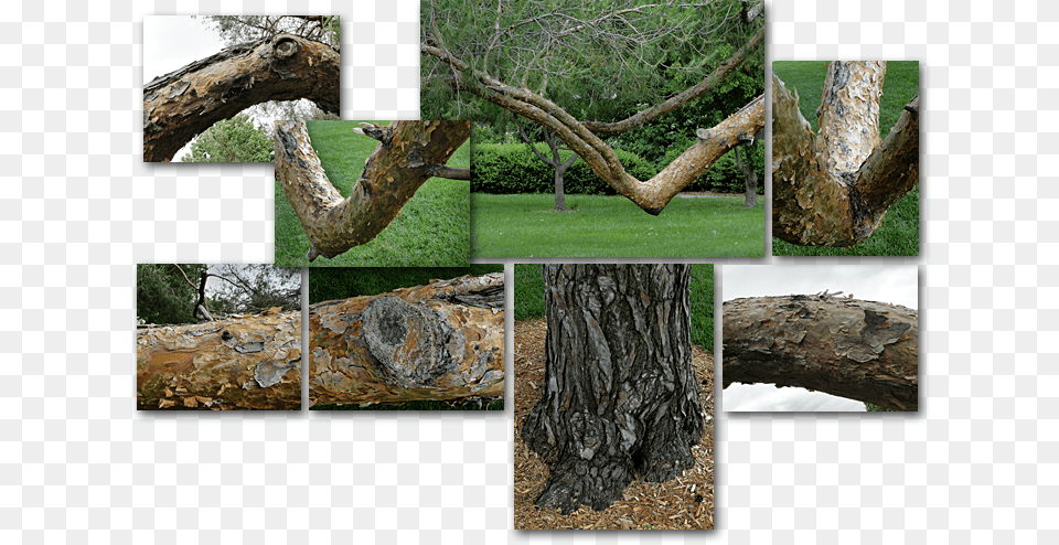 Old Tree Photo Collage Grass, Art, Plant, Tree Trunk, Wood Png Image