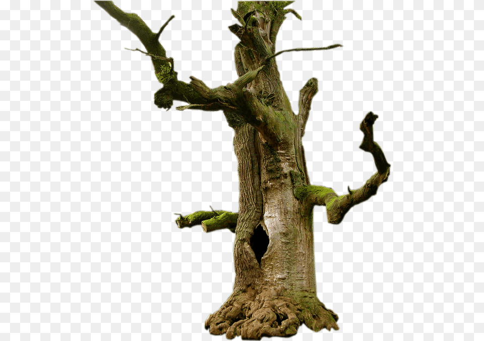 Old Tree Picture Arts Old Tree, Plant, Tree Trunk, Wood, Moss Png