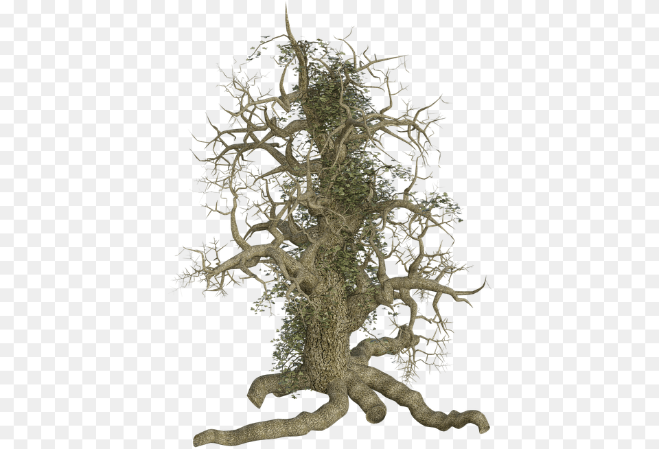 Old Tree With Roots Tree Out Root, Plant, Wood, Moss Free Png