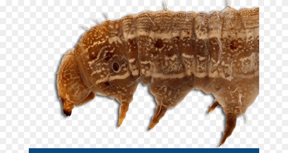 Old World Bowl Worm Cotton Bollworm, Animal, Invertebrate, Bear, Mammal Free Transparent Png