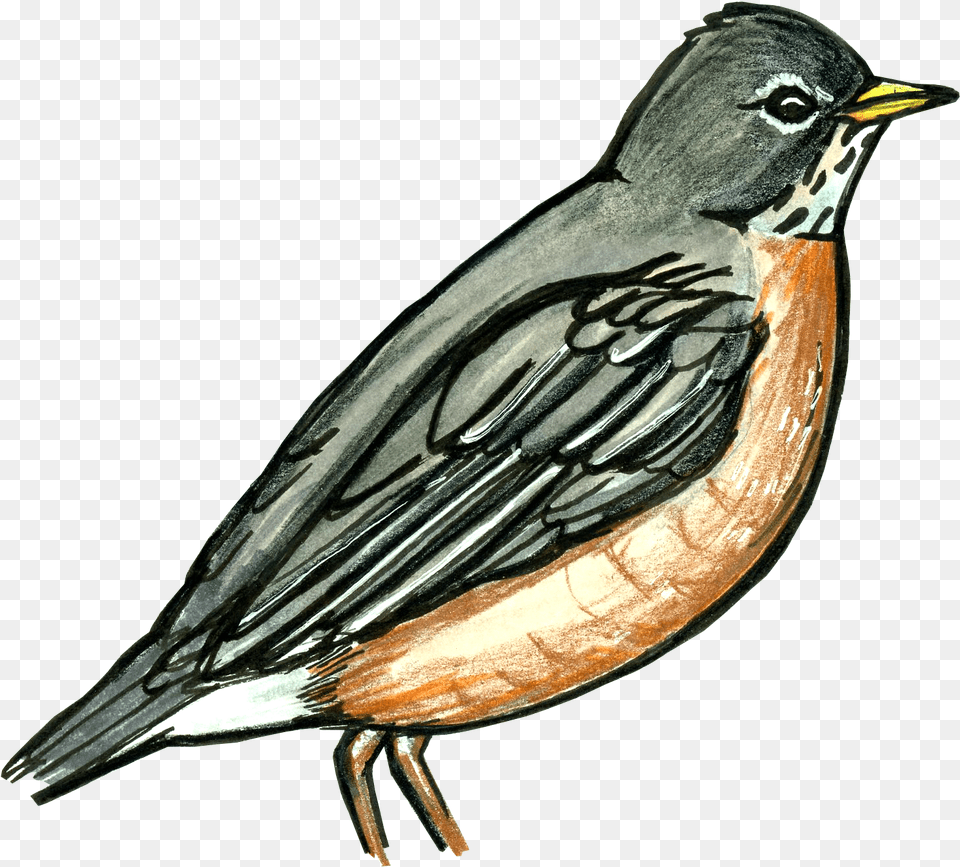 Old World Flycatcher, Animal, Beak, Bird, Robin Png