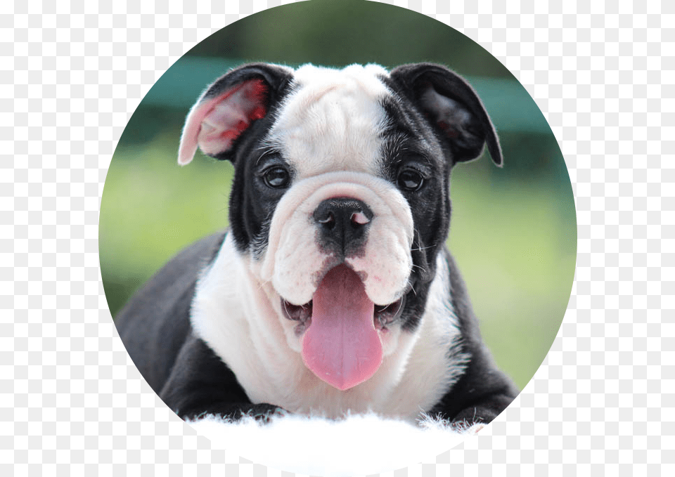 Olde English Bulldogge, Animal, Canine, Dog, Mammal Png Image
