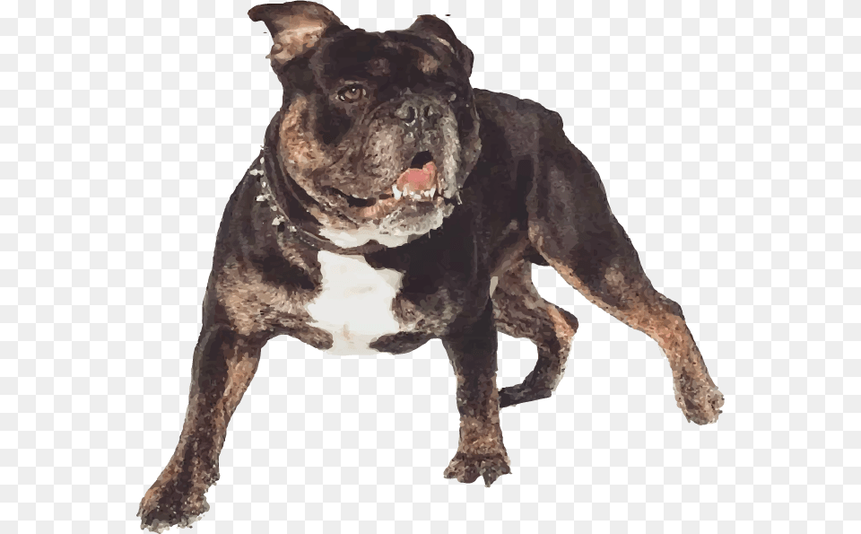 Olde English Bulldogge, Animal, Bulldog, Canine, Dog Free Png Download