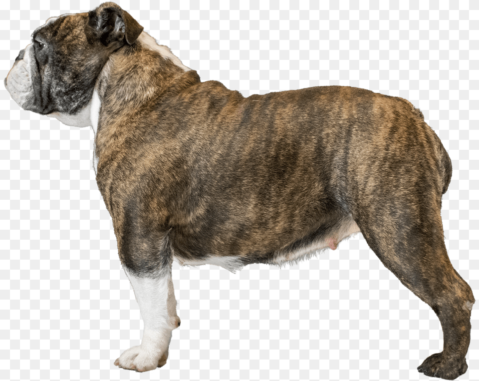 Olde English Bulldogge, Animal, Bulldog, Canine, Dog Png Image