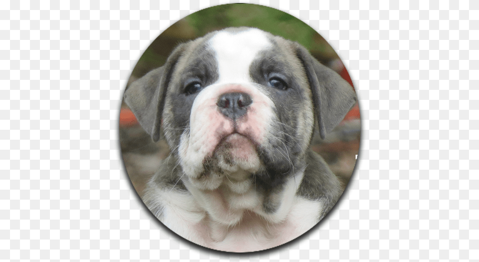 Olde English Bulldogges Farm Raised Olde English Bulldogge, Animal, Canine, Dog, Mammal Free Png