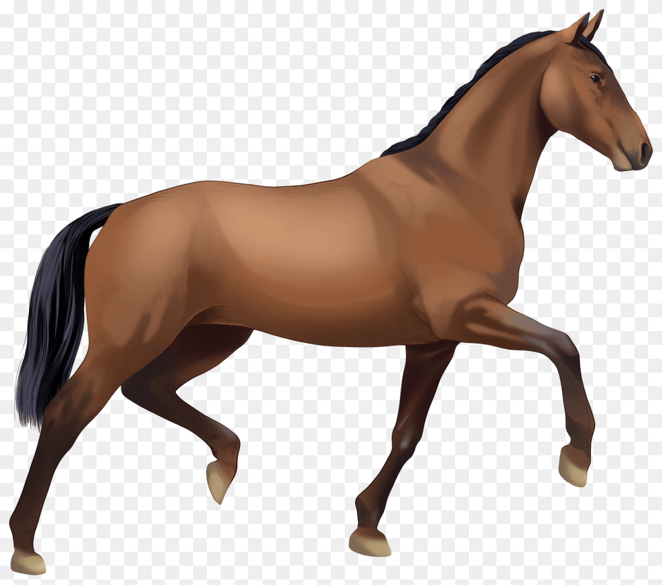 Oldenburg Horse Clipart, Animal, Colt Horse, Mammal, Stallion Free Png Download