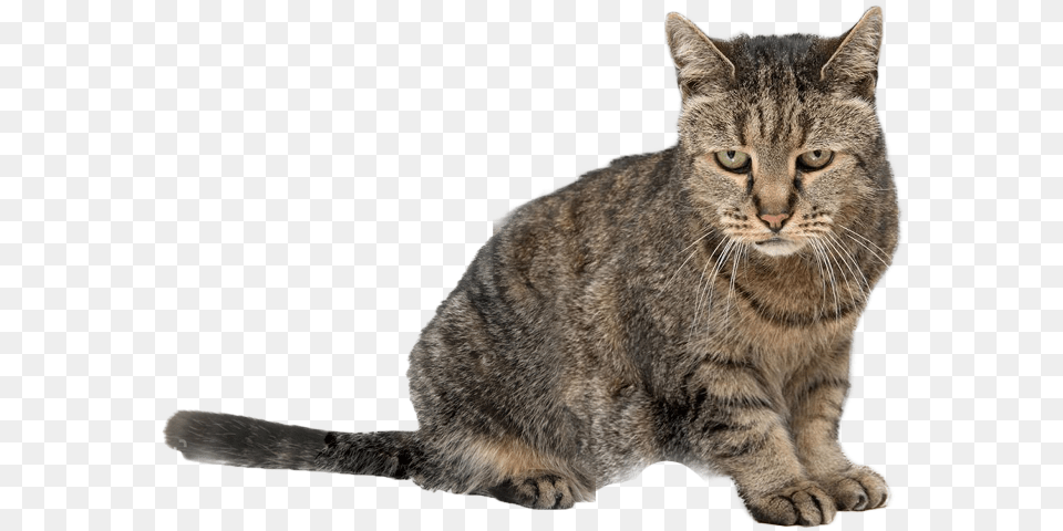 Oldest Cat, Animal, Mammal, Manx, Pet Png Image