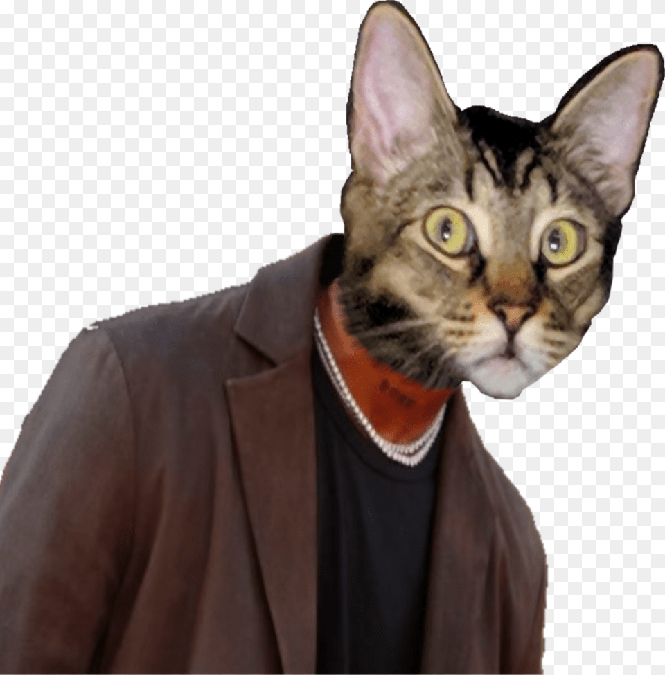 Oldmanjankans Domestic Short Haired Cat, Abyssinian, Animal, Mammal, Pet Free Transparent Png