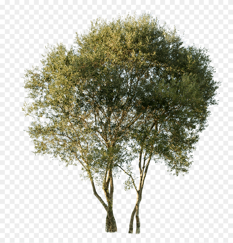 Olea Europaea, Plant, Tree, Tree Trunk, Oak Free Png Download