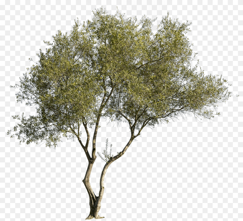 Olea Europaea, Plant, Tree, Tree Trunk, Oak Png Image