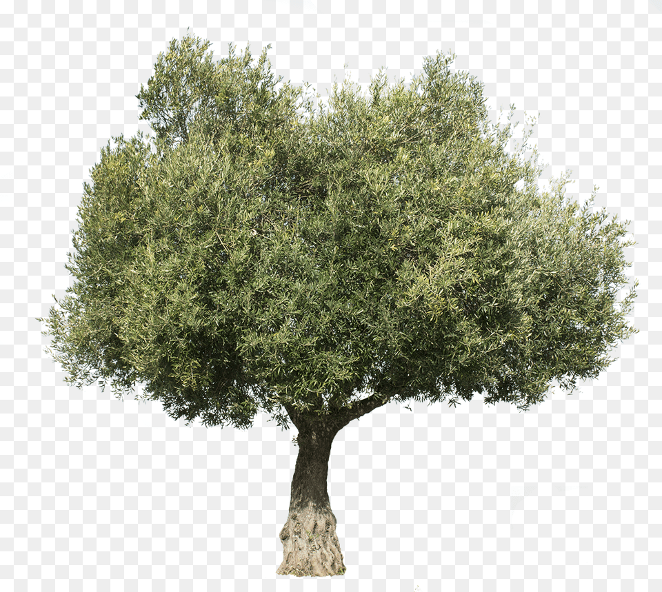 Olea Europaea Iii Olive Tree Cut Out, Plant, Vegetation, Tree Trunk, Potted Plant Png