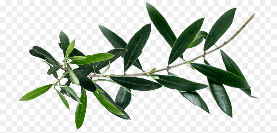 Olea Europaea Tea Plant, Herbal, Herbs, Leaf, Tree Free Png