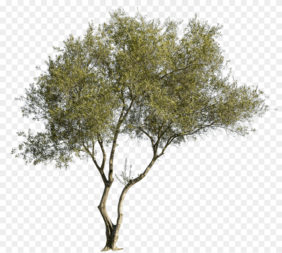 Olea Europaea Vi In 2020 Tree Photoshop Psd Grass Olea Europaea, Plant, Tree Trunk, Vegetation, City Free Transparent Png