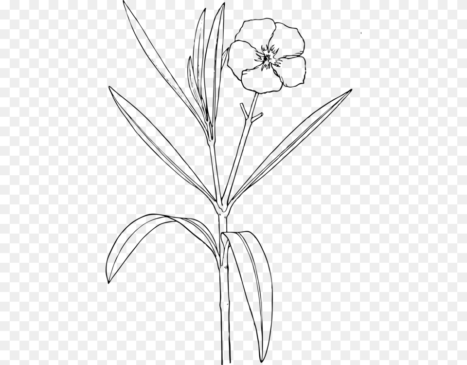 Oleander Drawing Flower Plants Shrub Drawing Of Yellow Oleander, Gray Free Png