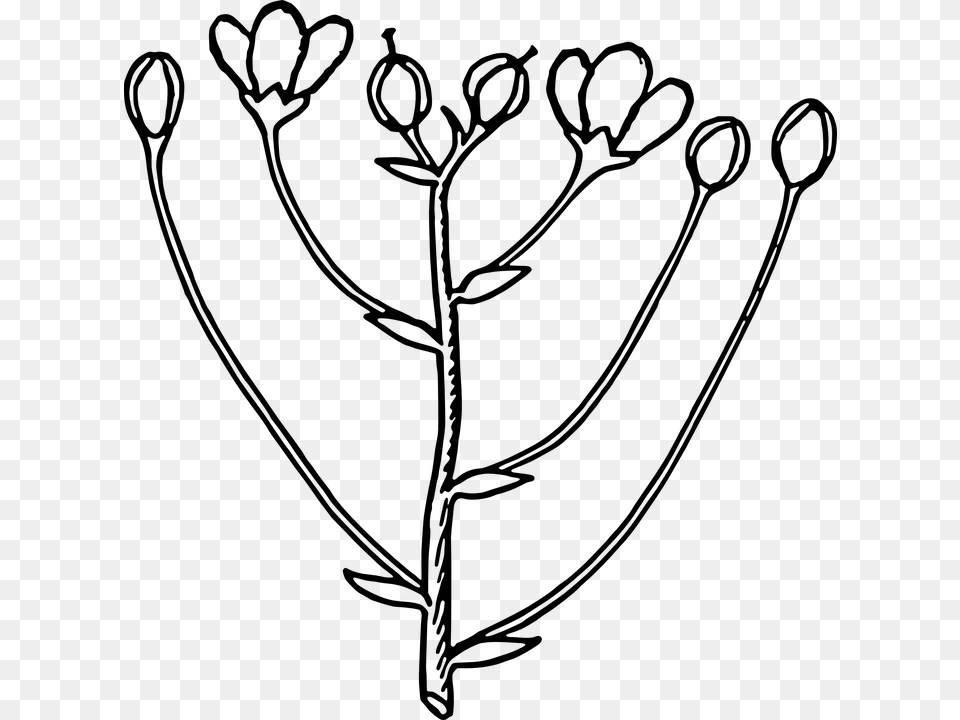 Oleander Flower And Bud Clip Art Vect, Gray Free Png