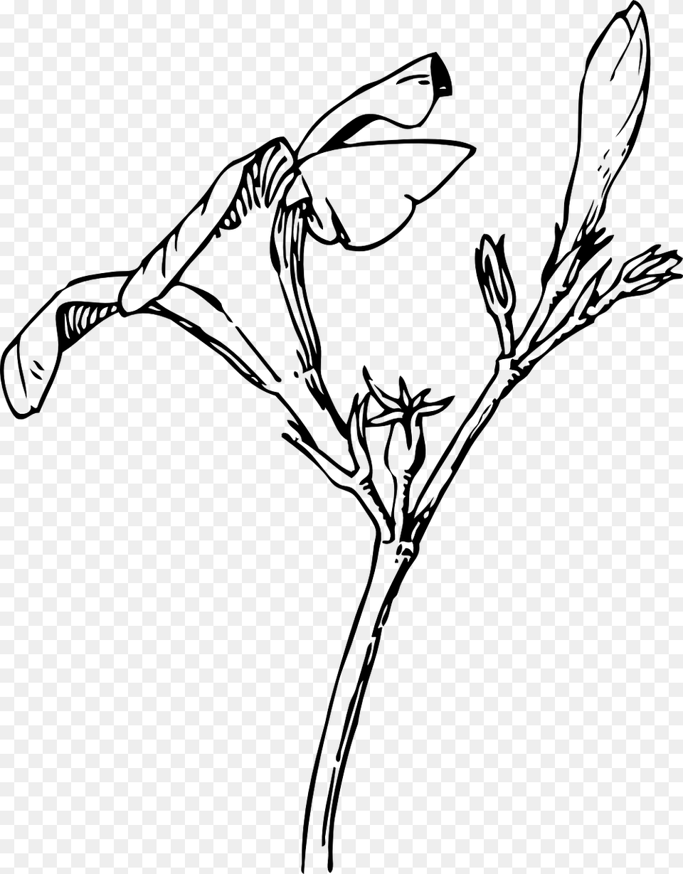 Oleander Flower Drawing, Gray Free Transparent Png