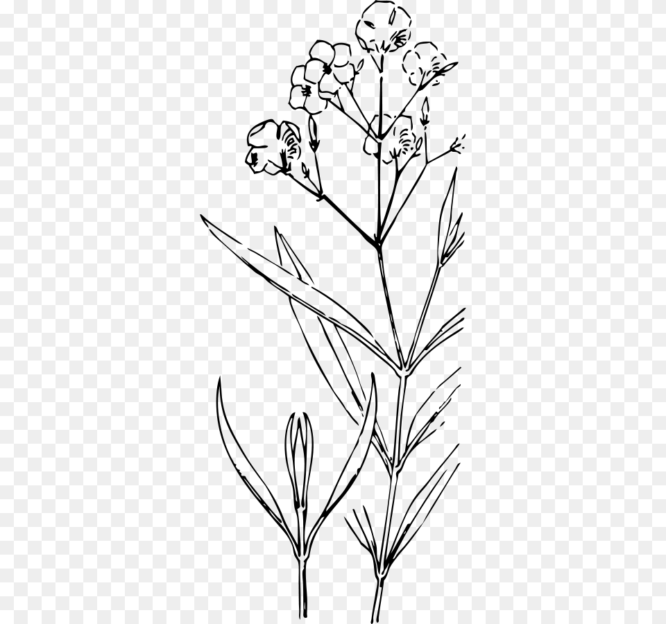 Oleander Svg Clip Arts White Flower Drawing, Gray Png Image