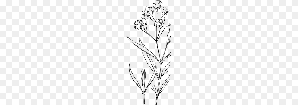 Oleanders Gray Free Png Download