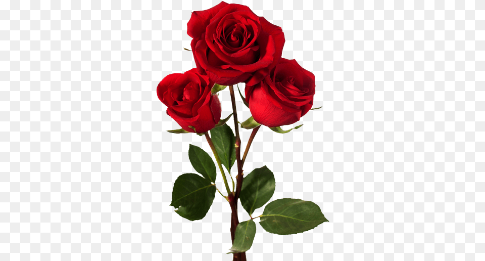 Oliendo Aromas De Ptalos Rosas Rojas Dark Red Roses, Flower, Plant, Rose Free Transparent Png