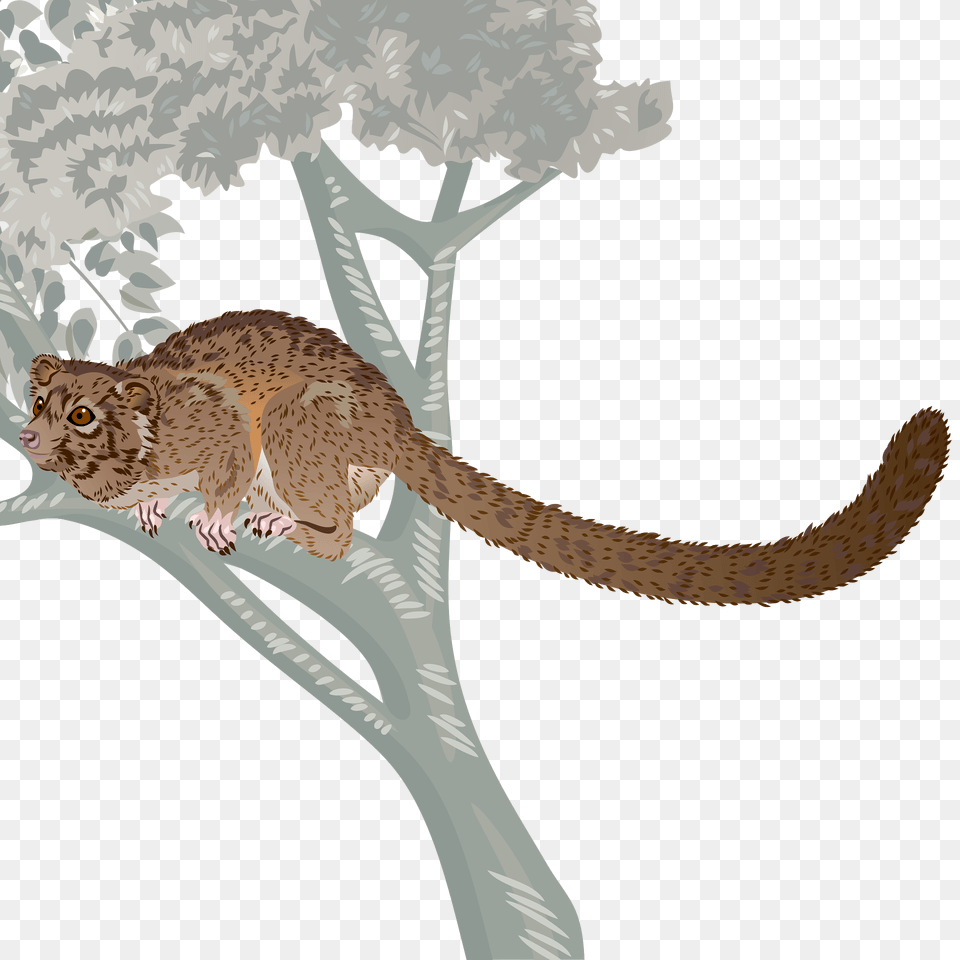 Olinguito Clipart, Animal, Mammal, Wildlife, Panther Png