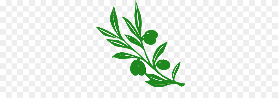 Olive Herbal, Leaf, Herbs, Plant Png