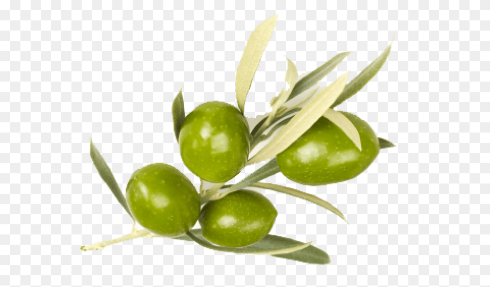 Olive, Leaf, Plant, Food, Fruit Free Transparent Png