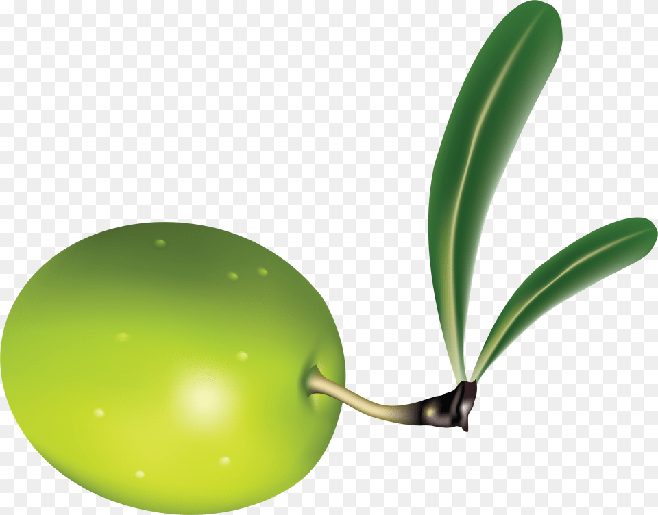 Olive, Leaf, Plant, Food, Fruit Free Png