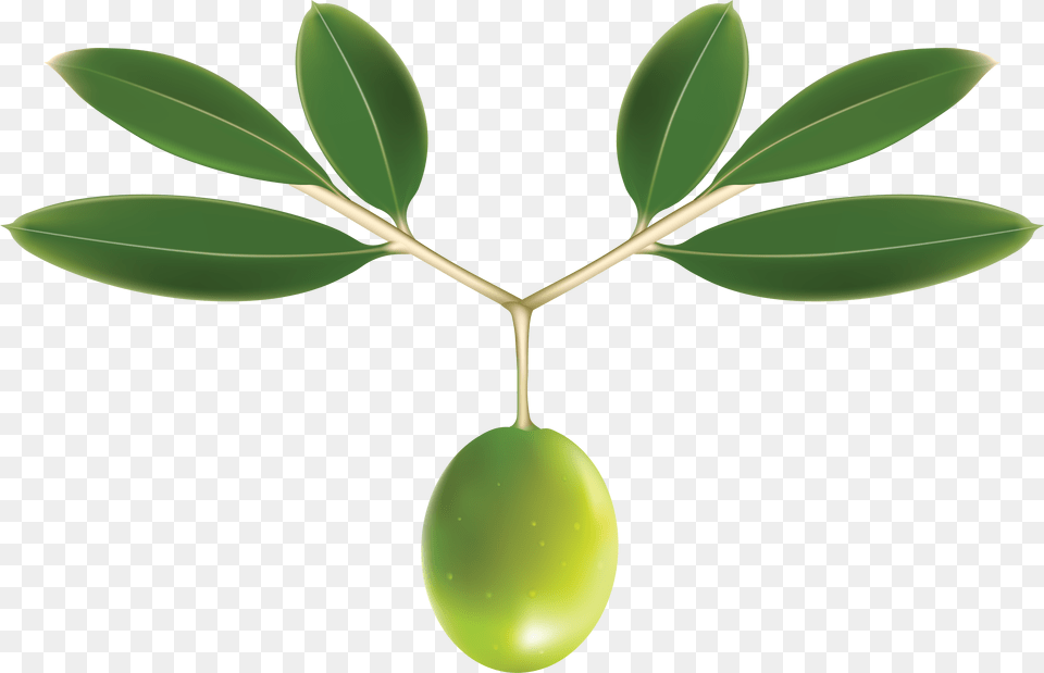 Olive, Plant, Leaf, Green, Fruit Free Png Download